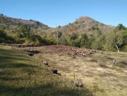 Menyambut HUT ke-63 Pramuka Manggarai Barat Gelar Aksi Bersih-bersih