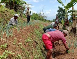 Pemanfaatan Lahan Tidur di Desa Wae Mowol untuk Budidaya Daun Bawang dan Jahe Gajah