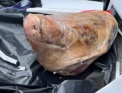 Paket Misterius Berisi Kepala Babi Gegerkan Media Nasional Tempo