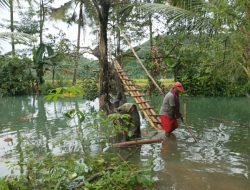 Menelusuri Keindahan Tersembunyi Kampung Rosok: Surga Alami di Balik Hutan Mangrove