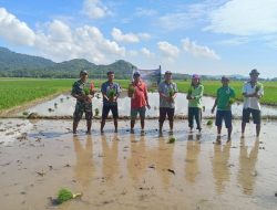 Desa Mbuit dan BumDes Tanam Padi Dukung Ketahanan Pangan