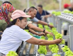 BUMDes Mitra Bersama Launching Green House Hidroponik di Desa Batu Cermin