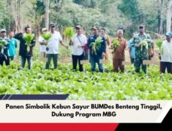 Panen Simbolik Kebun Sayur BUMDes Benteng Tinggil, Dukung Program MBG