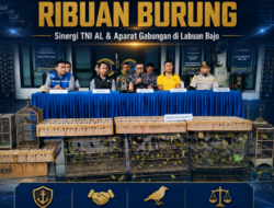 TNI AL dan Aparat Gabungan Gagalkan Penyelundupan Ribuan Burung di Labuan Bajo, Ini Penjelasan Kepala Karantina