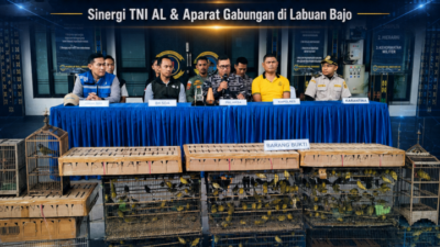 TNI AL dan Aparat Gabungan Gagalkan Penyelundupan Ribuan Burung di Labuan Bajo, Ini Penjelasan Kepala Karantina